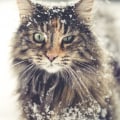 Houden Noorse boskatten van sneeuw?