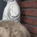Zijn Noorse boskatten aanhankelijk?